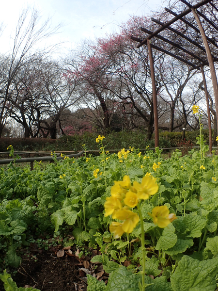 葉裏で耐える_e0167571_18523467.jpg