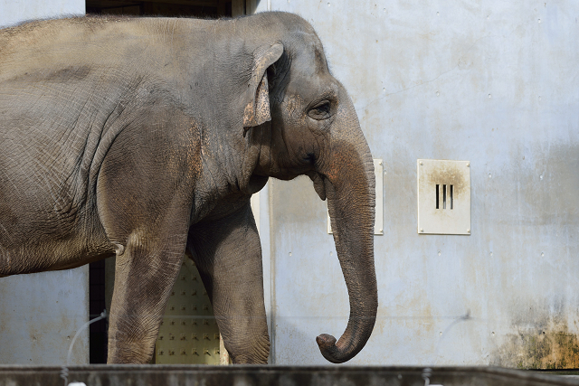 冬の動物園_c0197772_842161.jpg