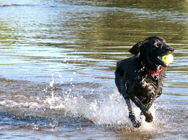 愛犬Edoh君の復活を祈る/南仏_e0184881_13140018.jpg