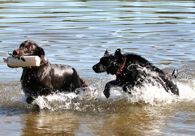 愛犬Edoh君の復活を祈る/南仏_e0184881_13144205.jpg