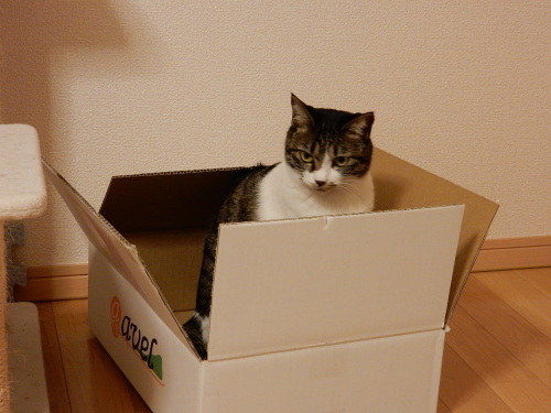 新しい猫ベッド_c0340786_14565240.jpg