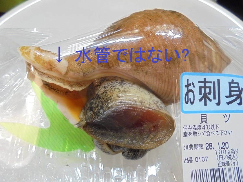 貝の標本作り : my earth my world