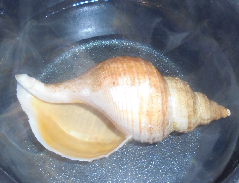 貝標本ソマリアソデガイ （蓋無） 【公式通販】