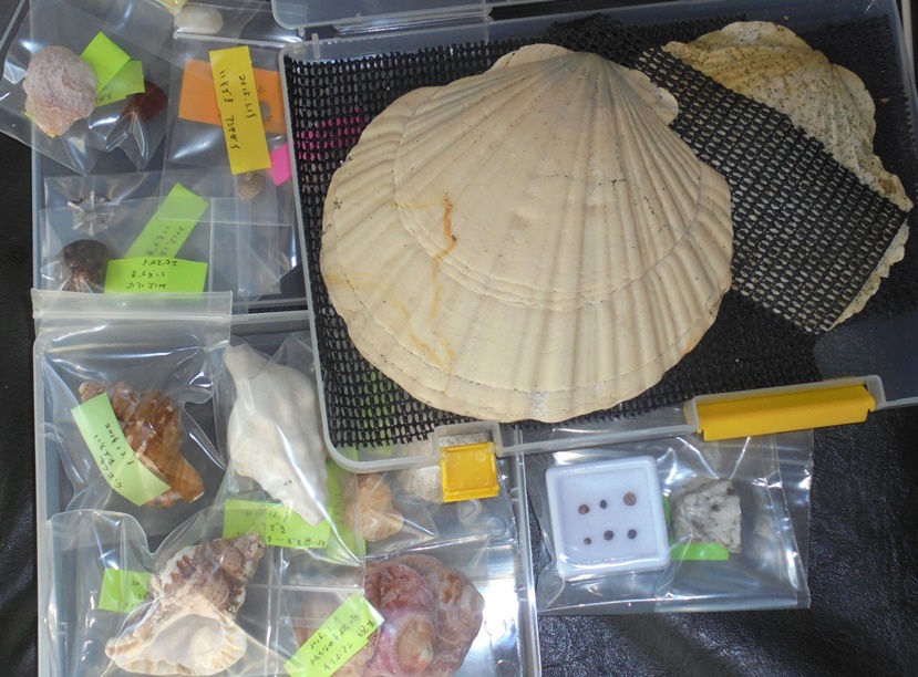 貝の標本作り My Earth My World