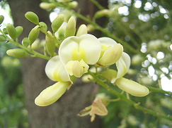 a0276402_10244032.jpg