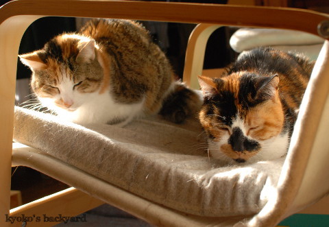 三毛猫姉妹の微妙な関係_b0253205_04231145.jpg