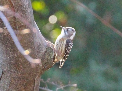すみれば探検隊「すみればの鳥と遊ぼう」の報告_b0049307_135878.jpg