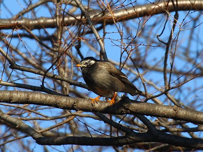 すみれば探検隊「すみればの鳥と遊ぼう」の報告_b0049307_14377.jpg
