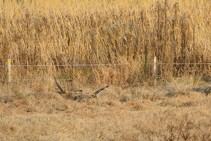 なんちゃって鳥屋さん・水無瀬のコミミズク 其の二_f0032011_19455820.jpg