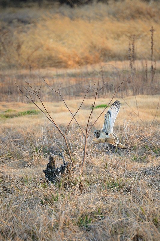 なんちゃって鳥屋さん・水無瀬のコミミズク 其の二_f0032011_19471334.jpg