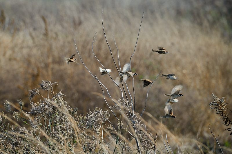なんちゃって鳥屋さん・水無瀬のコミミズク 其の二_f0032011_19473722.jpg