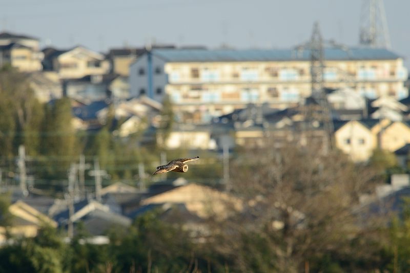 なんちゃって鳥屋さん・水無瀬のコミミズク 其の二_f0032011_19481558.jpg