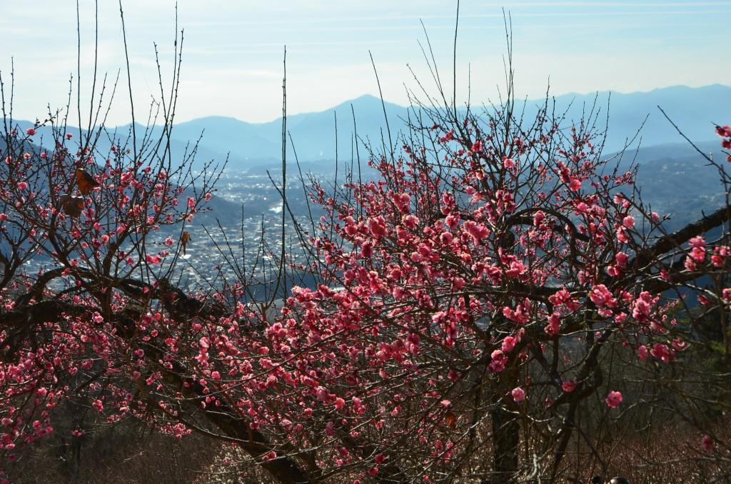 2016/1/17 宝登山（長瀞アルプス）_a0340812_8374771.jpg