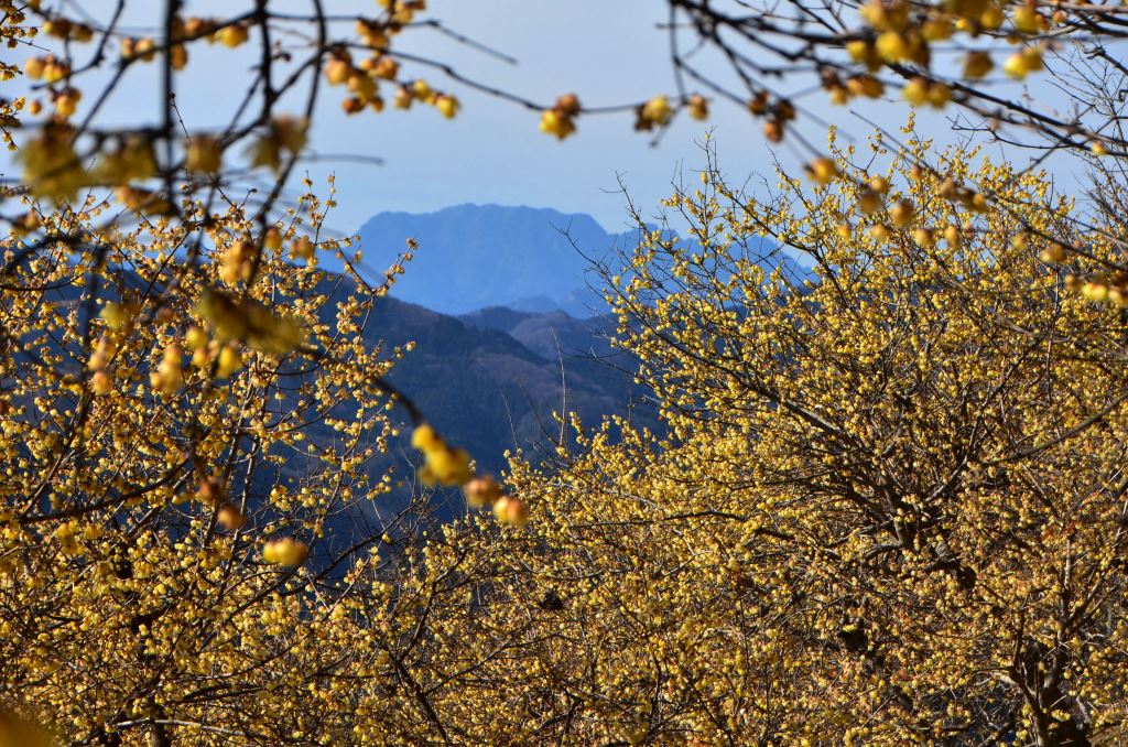 2016/1/17 宝登山（長瀞アルプス）_a0340812_837643.jpg