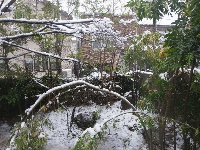 大雪でシマトネリコ大ピンチ!_e0010418_18124525.jpg