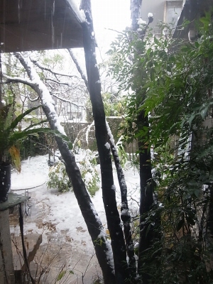 大雪でシマトネリコ大ピンチ!_e0010418_18132617.jpg