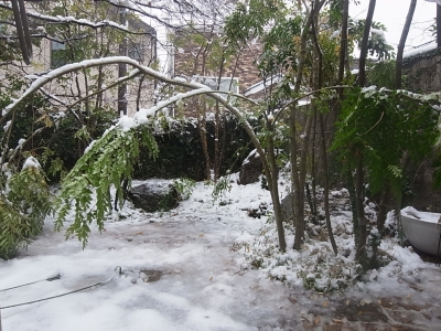 大雪でシマトネリコ大ピンチ!_e0010418_1855943.jpg