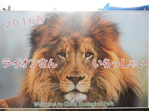 千葉市動物公園　2016年1月_d0281322_19543038.jpg