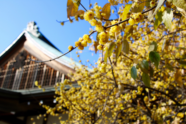 【西方寺】_f0348831_18072285.jpg