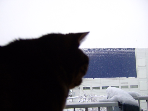 初雪とねこ_b0182334_13572769.jpg