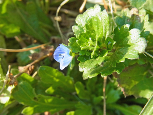 黒目川のオオイヌノフグリ Persian Speedwell_f0206939_2265434.jpg