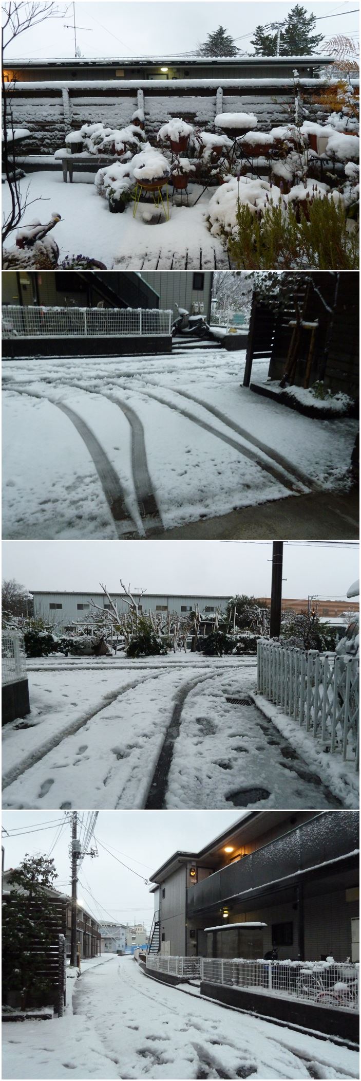 朝から雪☆_c0152341_12223079.jpg