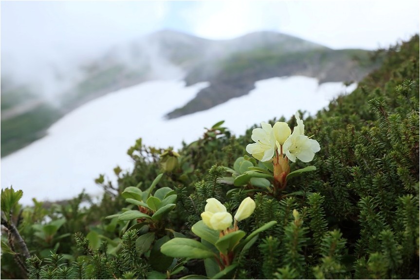 2015年 野草撮影から　27_e0091347_17393570.jpg