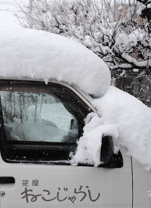 1月18日 雪が降りました。_a0001354_20174796.gif