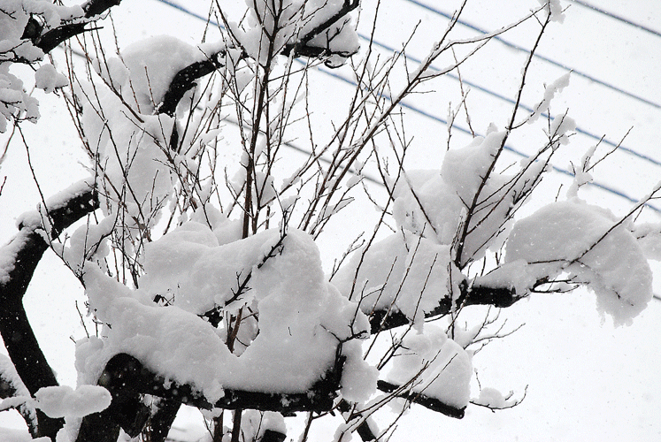 1月18日 雪が降りました。_a0001354_20231590.gif