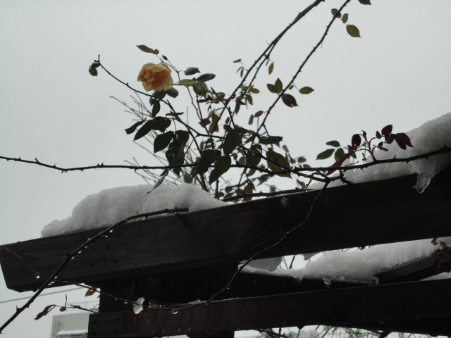 雪で始まる一日_a0313956_1843624.jpg