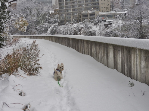 まだ、暴風雪大雪警報発令ちぅ_c0260460_12462363.jpg