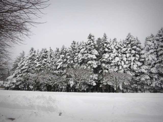 今シーズン初の本格的な積雪です！_f0236260_16191467.jpg