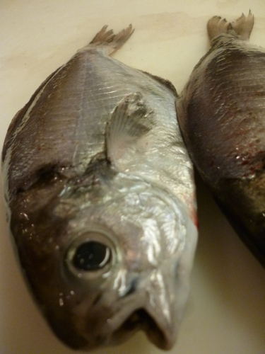 魚通…_e0252966_12502133.jpg