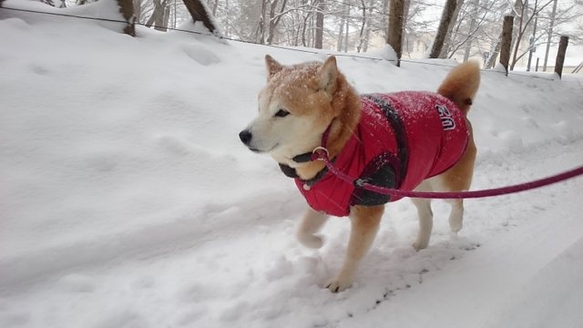 あっという間に雪景色！_b0274270_1112096.jpg