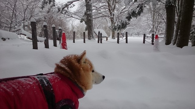 あっという間に雪景色！_b0274270_11121529.jpg