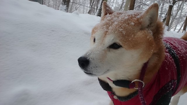 あっという間に雪景色！_b0274270_1112739.jpg