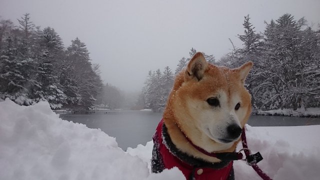 あっという間に雪景色！_b0274270_11133427.jpg