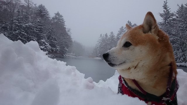 あっという間に雪景色！_b0274270_11141285.jpg