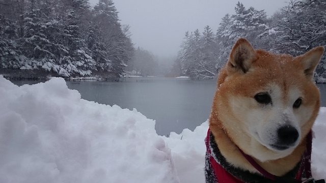 あっという間に雪景色！_b0274270_11142197.jpg