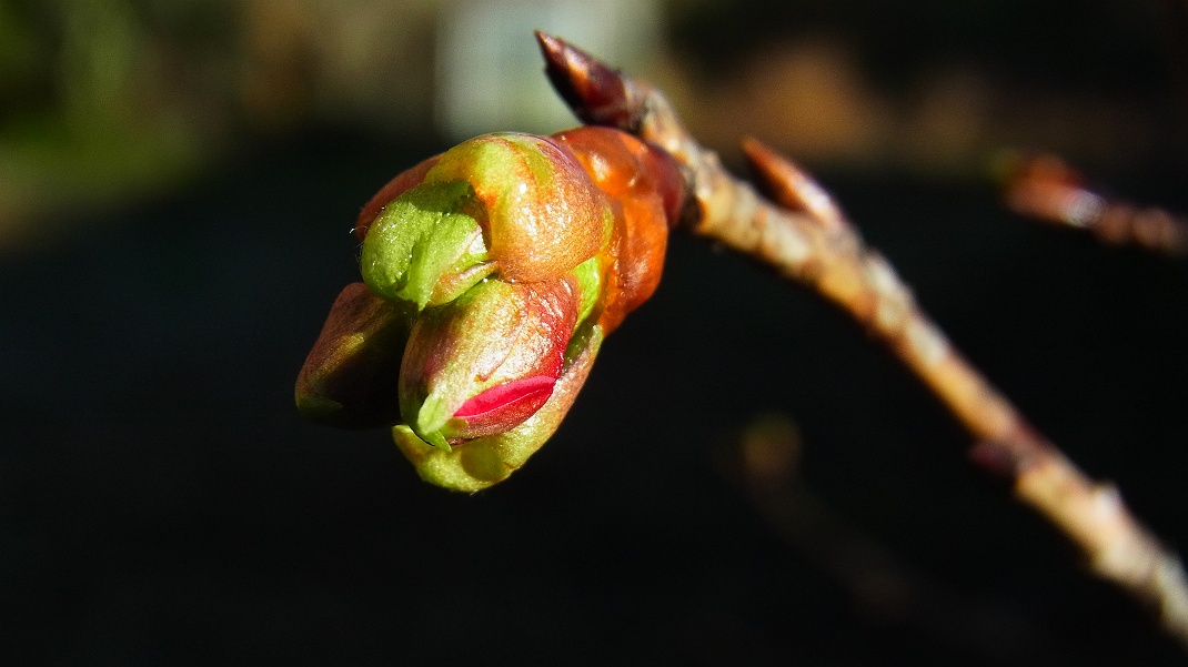 今年こそ河津桜は咲くか_f0346184_18113771.jpg