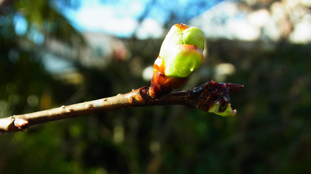 今年こそ河津桜は咲くか_f0346184_1812514.jpg