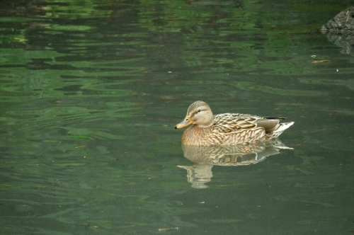 2016年1月18日撮影(ﾏｶﾞﾓ♂♀他)_e0357387_21122159.jpg