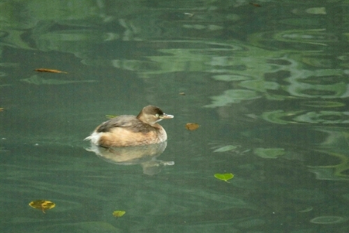 2016年1月18日撮影(ﾏｶﾞﾓ♂♀他)_e0357387_21122523.jpg