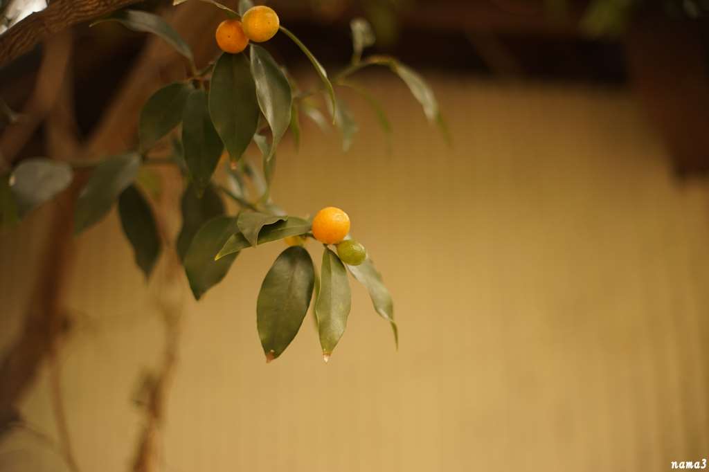 f0224100_21252295.jpg