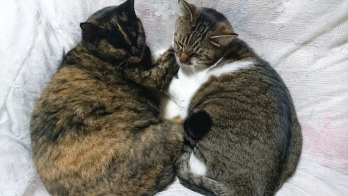 長く住む派です。_b0334704_14133625.jpg