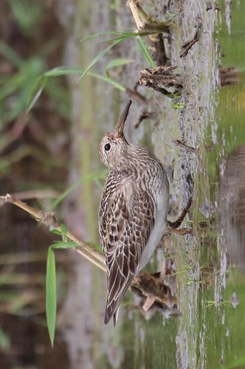 平塚豊田の休耕田   アメリカウズラシギ(No207)_d0346713_22512602.jpg