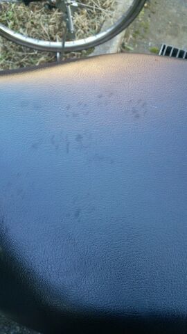 猫ライダー_e0268036_10131479.jpg