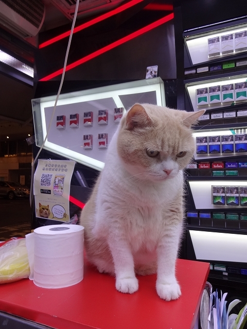 尖東忌廉哥 信和便利店店長 _b0248150_04123321.jpg
