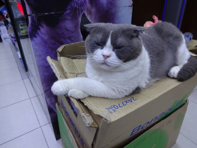 尖東忌廉哥 信和便利店店長 _b0248150_04182240.jpg