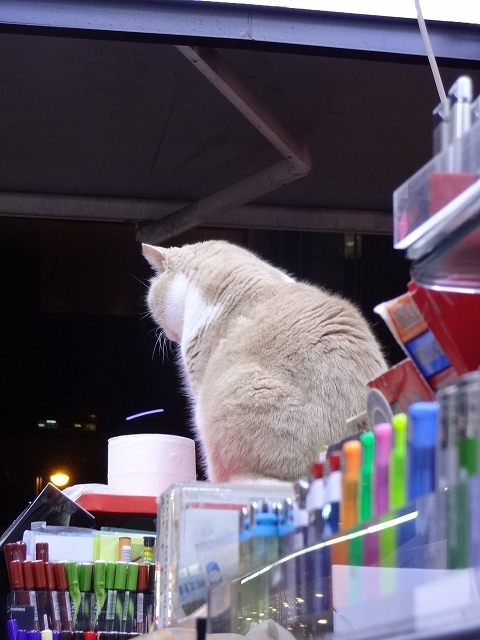 尖東忌廉哥 信和便利店店長 _b0248150_04185797.jpg
